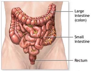 The Health of the Large Intestine or Colon.