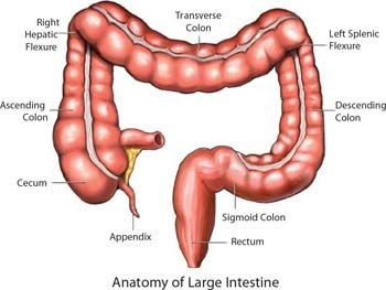 Is Colon Cleansing Necessary for Colon Health?