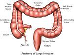 Anatomy of Large Intestine or Colon.