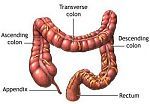The large intestine or Colon.