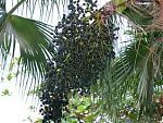 Acai (Euterpe oleracea) Palm Tree from South America.