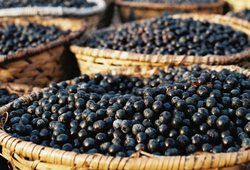 The Health Benefits of the Acai Berry.