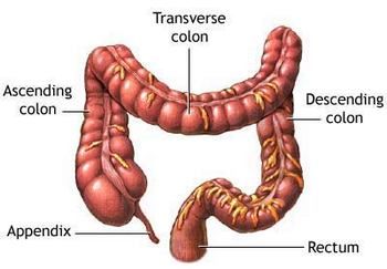 Anatomy of the Large Intestine or Colon.