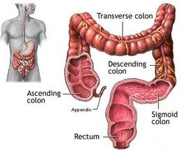 Colon Cleanse Information / Colon Anatomy